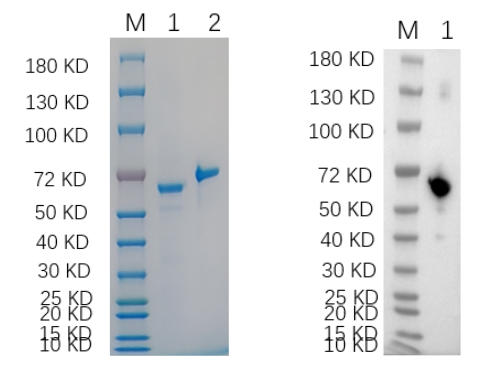 Reducing 4%-20% SDS-PAGE (CBB stained) and WB (Anti-His Mouse Monoclonal Antibody) analysis profiles of purified CAMK2G.
1. CAMK2G: 1 μg
2. BSA: 1 μg
